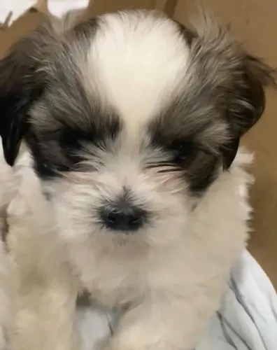 Shih tzu com pelagem linda