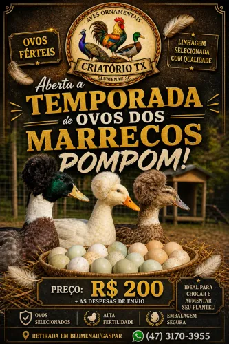 Ovos Férteis - Marreco Pompom