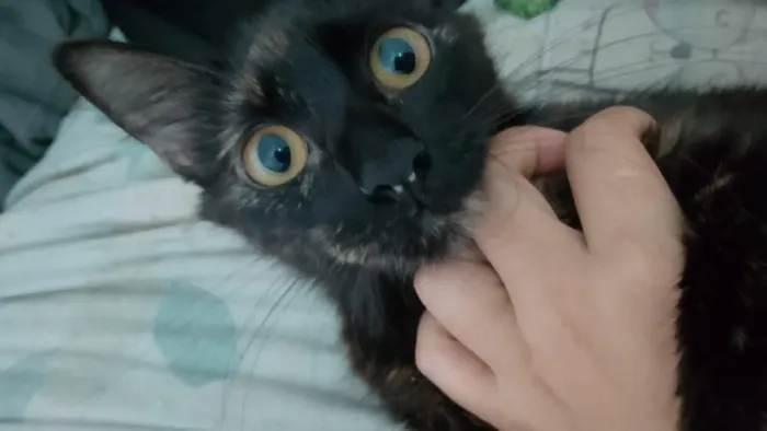 Gatinha pra adoção 