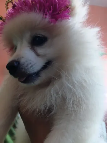 Linda fêmea 