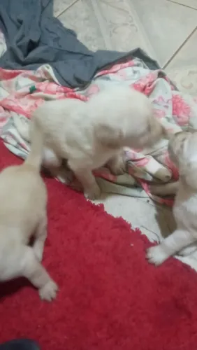 Filhote de labrador