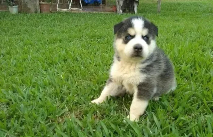 Husky siberiano ¿ pacotinhos cheios de amor para você 