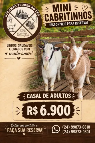 Casal de mini cabras a venda
