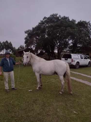 Vendo cavalo crioulo