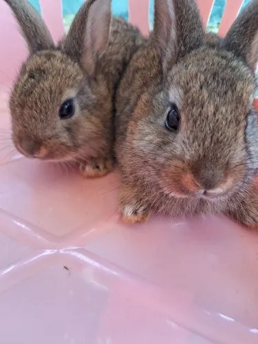 Casal de Coelhos Fofinhos Pet 