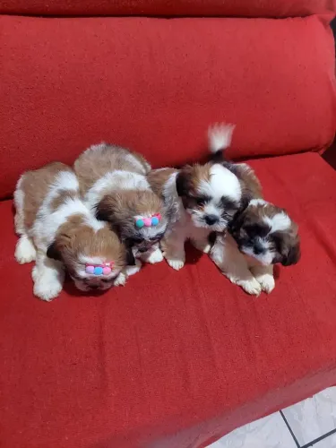 Shitzu tenho duas femeas e dois macho