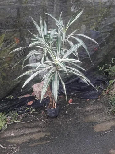 Muda Dracena listrada - Porto Alegre RS