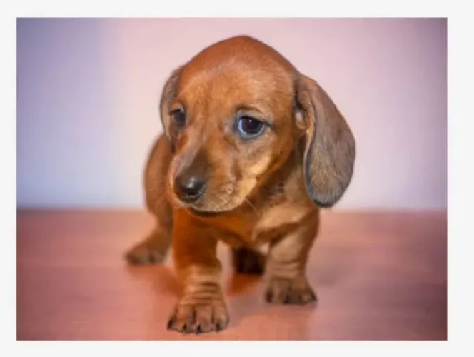 Filhotes de Dachshund (Salsicha) - Puro Charme e Companheirismo
