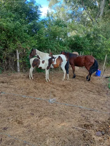 VENDE-SE EXCELENTE TERRENO EM CARMÓPOLIS DE MINAS/MG 12 HECT?
