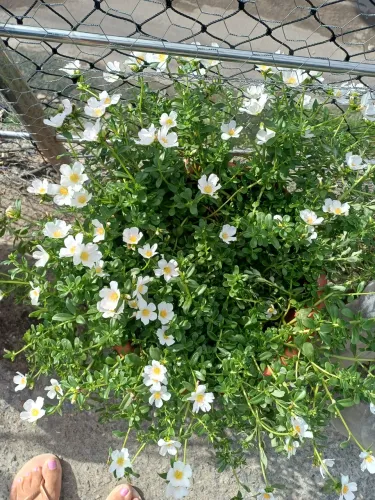 Vaso Planta Flor Onze Horas 