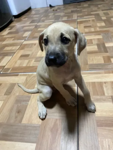 Cachorrinha super amável para doação! Filhote de apenas 1 mês e meio. 