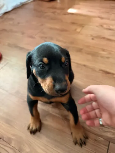 Doberman filhote