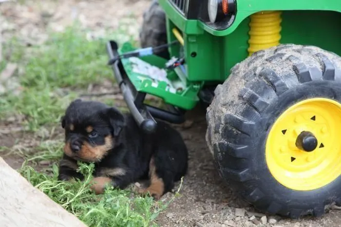 Estão de volta os exuberante filhotes de rottweiler alemão sucesso pra vc venha