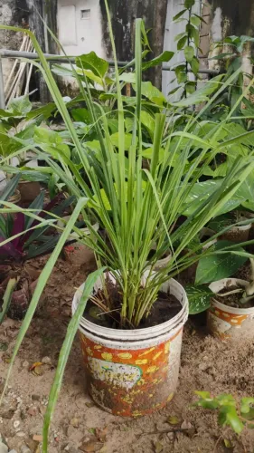 Capim Santo, planta, no balde de 15kg. Valor: 20,00 reais. 