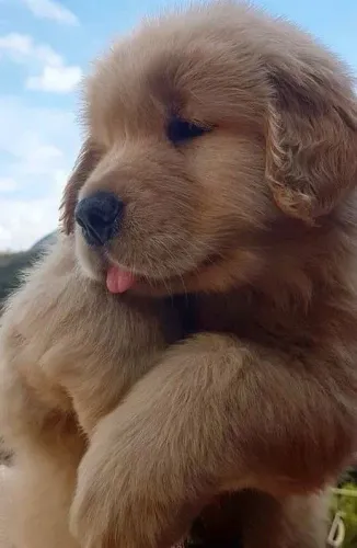Filhotes de Golden fofos como um urso