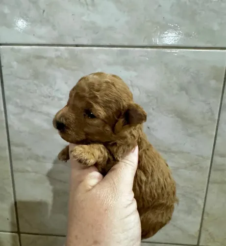 Poodle Toy red - Uma fofura -