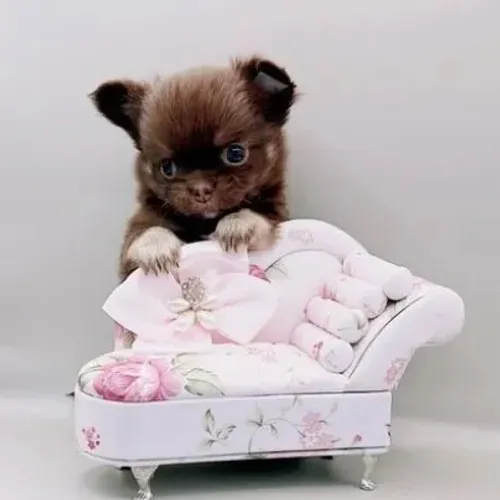Chihuahua à Venda: Simplesmente Irresistíveis