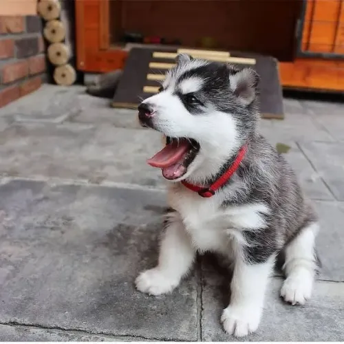 Lindos Husky Siberiano com amor