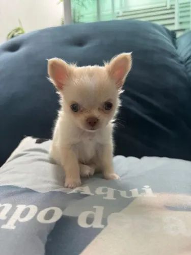 CHIHUAHUA- O Cão que late alto e Ama mais Ainda