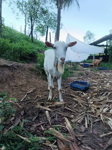 Lote de cabras 