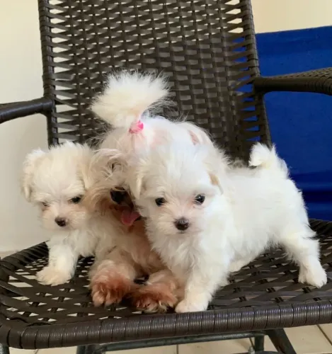 Lindos filhotes de Maltês mini