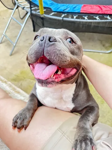 American bully fêmea 