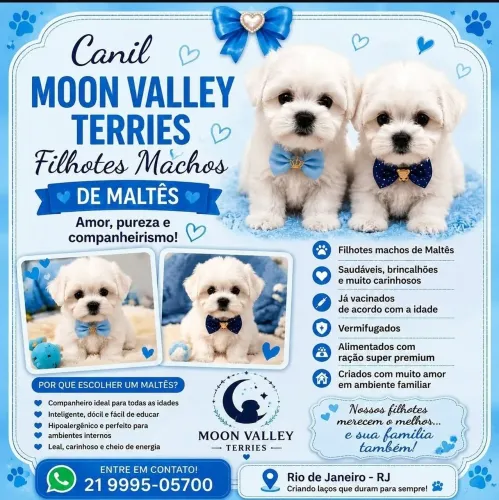 Micro Maltês legítimos