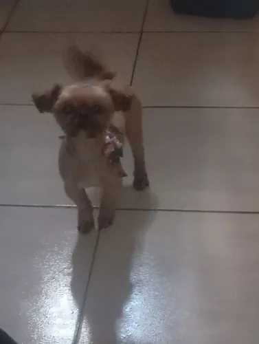 Shitsu macho 9 meses 