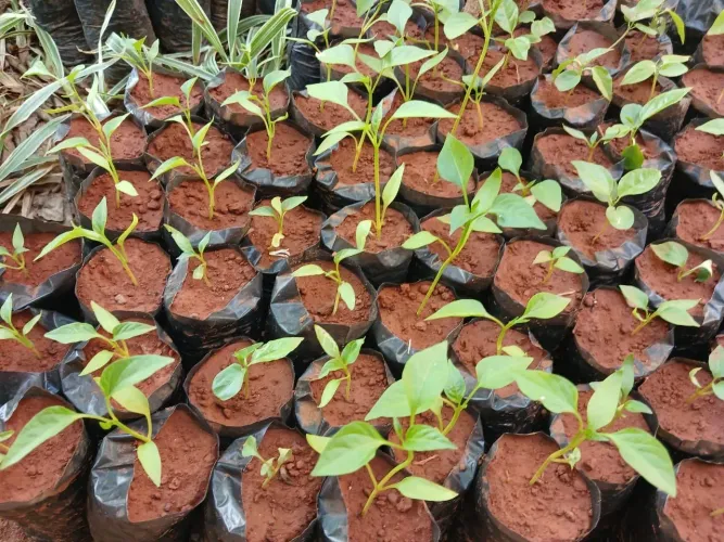 Vendo Mudas de Pimentão, Acerola, Mexerica?