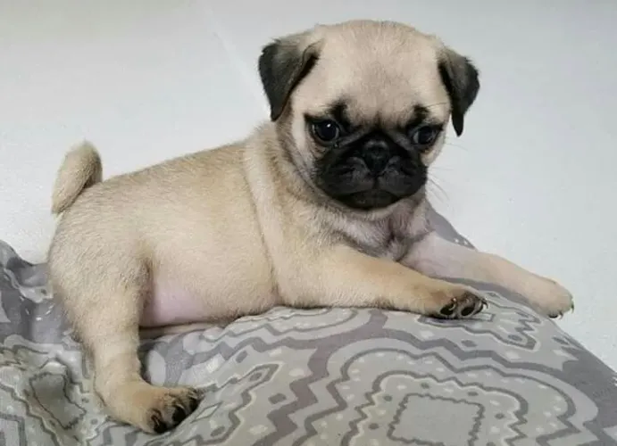 Pug Um filhotinho para transformar sua rotina