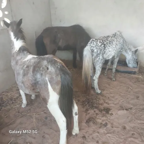 ponie animal 