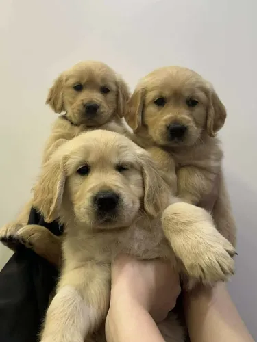 Golden Retriever O pet ideal para quem ama boa companhia