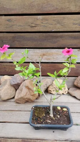 Bonsai de Hibisco