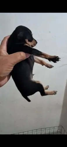 Vende se pinscher