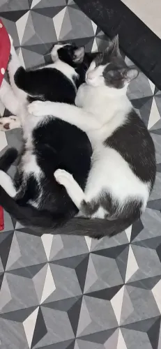 Gatos para doação urgente