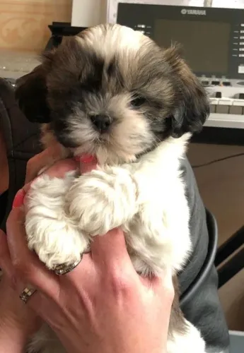 Lhasa Apso macho super promoção hoje puros filhotes