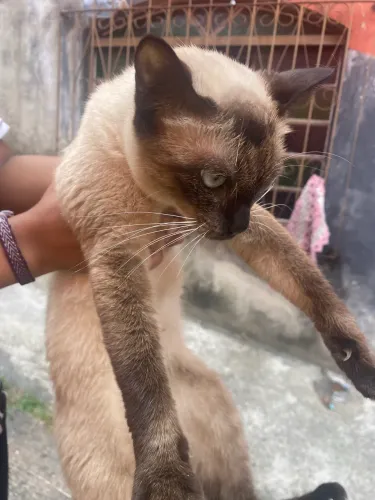 Doando gata adulta