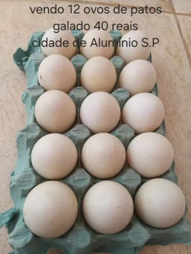 Vendo ovos galado de patos