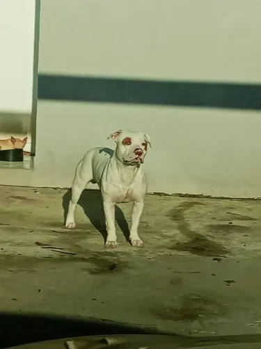 Pit Bull disponível para cobertura 