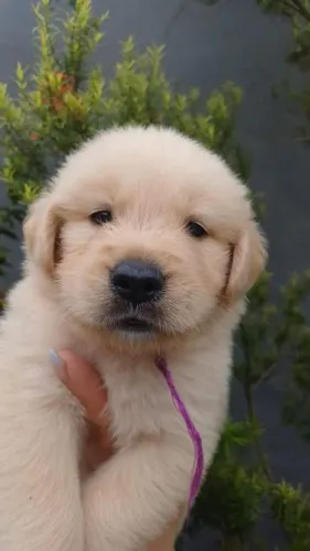Golden retriever carinhosos é amigos