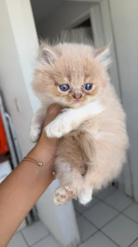 Gato persa