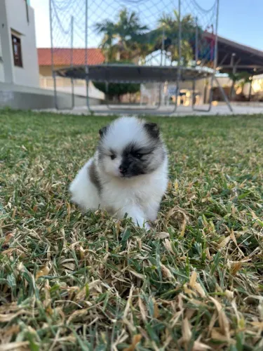 Spitz alemão 