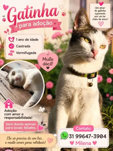 Gatinha para adoção