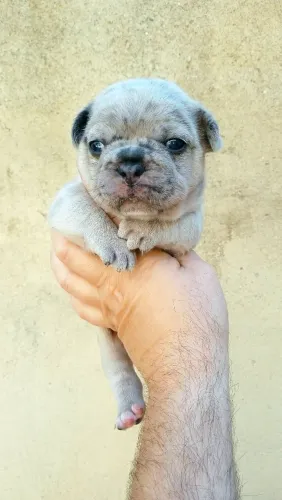 Bulldog Frances macho