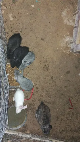 Vende se coelhos