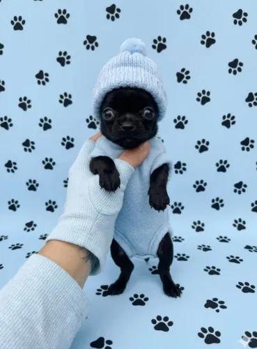 Bebê da raça chiuauha cor Black Machinho Já disponível para o novo lar Vacinado e vermí