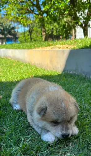 Akita inu machos passo cartão caminha brinde lindas opções