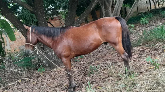 Cavalo