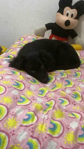 cachorro