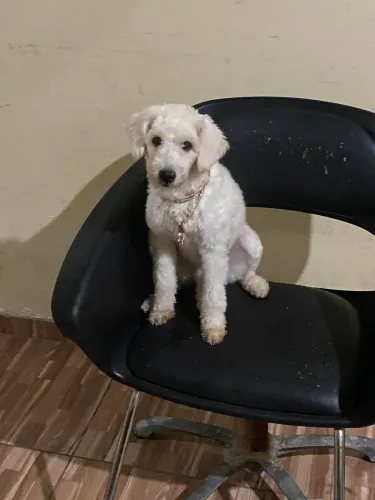 Filhote poodle fêmea gigante.